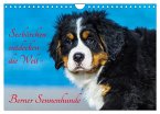 Seebärchen entdecken die Welt - Berner Sennenhunde (Wandkalender 2025 DIN A4 quer), CALVENDO Monatskalender