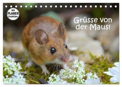 Grüsse von der Maus! (Tischkalender 2025 DIN A5 quer), CALVENDO Monatskalender