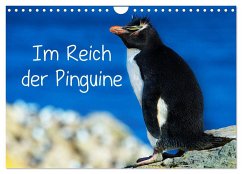 Im Reich der Pinguine (Wandkalender 2025 DIN A4 quer), CALVENDO Monatskalender