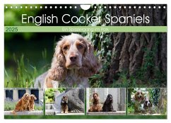 English Cocker Spaniels - Ein Spaziergang im Park (Wandkalender 2025 DIN A4 quer), CALVENDO Monatskalender