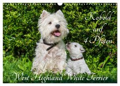 Kobold auf 4 Pfoten - West Highland White Terrier (Wandkalender 2025 DIN A3 quer), CALVENDO Monatskalender - Calvendo;Starick, Sigrid