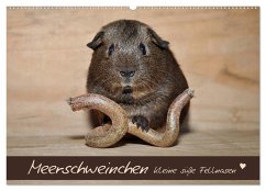 Meerschweinchen - Kleine süße Fellnasen (Wandkalender 2025 DIN A2 quer), CALVENDO Monatskalender - Calvendo;Fischer, Petra