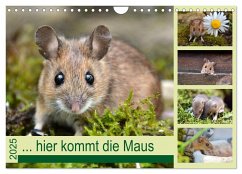 ... hier kommt die Maus ... (Wandkalender 2025 DIN A4 quer), CALVENDO Monatskalender