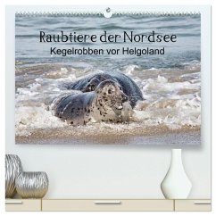 Raubtier der Nordsee - Kegelrobben vor Helgoland (hochwertiger Premium Wandkalender 2025 DIN A2 quer), Kunstdruck in Hochglanz