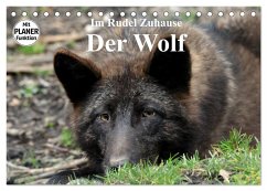 Im Rudel Zuhause - Der Wolf (Tischkalender 2025 DIN A5 quer), CALVENDO Monatskalender