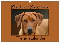 Rhodesian Ridgeback Terminkalender (Wandkalender 2025 DIN A3 quer), CALVENDO Monatskalender - Calvendo;van Wyk - www.germanpix.net, Anke