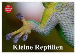 Kleine Reptilien (Wandkalender 2025 DIN A2 quer), CALVENDO Monatskalender