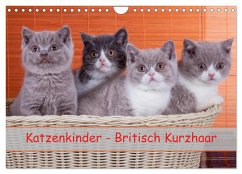 Katzenkinder Britisch Kurzhaar (Wandkalender 2025 DIN A4 quer), CALVENDO Monatskalender