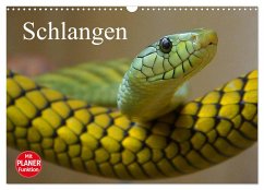 Schlangen (Wandkalender 2025 DIN A3 quer), CALVENDO Monatskalender