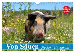 Von Säuen die Schwein haben! (Wandkalender 2025 DIN A4 quer), CALVENDO Monatskalender - Calvendo;Stanzer, Elisabeth