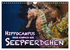 Hippocampus oder einfach nur Seepferdchen (Wandkalender 2025 DIN A4 quer), CALVENDO Monatskalender - Calvendo;Gödecke, Dieter