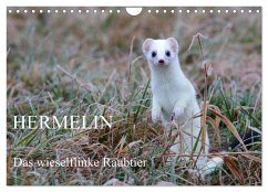Hermelin - das wieselflinke Raubtier (Wandkalender 2025 DIN A4 quer), CALVENDO Monatskalender