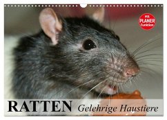 Ratten. Gelehrige Haustiere (Wandkalender 2025 DIN A3 quer), CALVENDO Monatskalender - Calvendo;Stanzer, Elisabeth