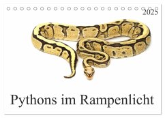 Pythons im Rampenlicht (Tischkalender 2025 DIN A5 quer), CALVENDO Monatskalender