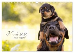 Hunde 2025 - Treue Begleiter (Wandkalender 2025 DIN A3 quer), CALVENDO Monatskalender - Calvendo;Pohle, Janice