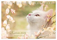 Katzen 2025 Bezaubernde Samtpfoten (Tischkalender 2025 DIN A5 quer), CALVENDO Monatskalender - Calvendo;Pohle, Janice