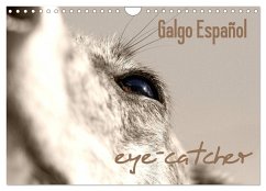 Galgo eye-catcher (Wandkalender 2025 DIN A4 quer), CALVENDO Monatskalender