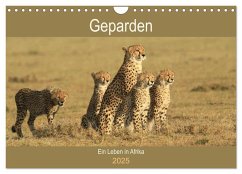 Geparden - Ein Leben in Afrika (Wandkalender 2025 DIN A4 quer), CALVENDO Monatskalender - Calvendo;Herzog, Michael