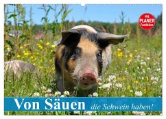 Von Säuen die Schwein haben! (Wandkalender 2025 DIN A2 quer), CALVENDO Monatskalender