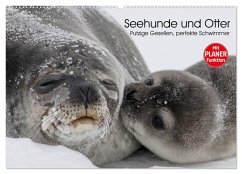 Seehunde und Otter. Putzige Gesellen, perfekte Schwimmer (Wandkalender 2025 DIN A2 quer), CALVENDO Monatskalender