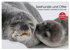 Seehunde und Otter. Putzige Gesellen, perfekte Schwimmer (Wandkalender 2025 DIN A2 quer), CALVENDO Monatskalender - Calvendo;Stanzer, Elisabeth