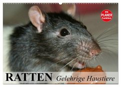 Ratten. Gelehrige Haustiere (Wandkalender 2025 DIN A2 quer), CALVENDO Monatskalender