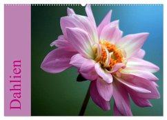 Dahlien (Wandkalender 2025 DIN A2 quer), CALVENDO Monatskalender