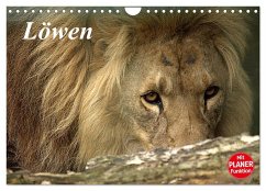Löwen (Wandkalender 2025 DIN A4 quer), CALVENDO Monatskalender