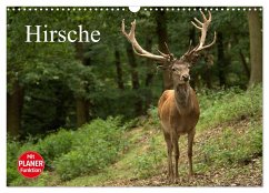 Hirsche (Wandkalender 2025 DIN A3 quer), CALVENDO Monatskalender