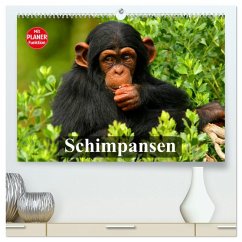 Schimpansen (hochwertiger Premium Wandkalender 2025 DIN A2 quer), Kunstdruck in Hochglanz