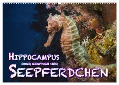 Hippocampus oder einfach nur Seepferdchen (Wandkalender 2025 DIN A2 quer), CALVENDO Monatskalender