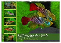 Bunte Fische der Welt - Killifische (Wandkalender 2025 DIN A2 quer), CALVENDO Monatskalender