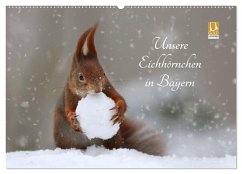 Unsere Eichhörnchen in Bayern (Wandkalender 2025 DIN A2 quer), CALVENDO Monatskalender - Calvendo;Cerny, Birgit