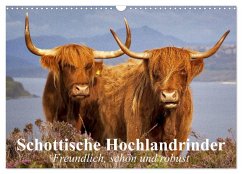 Schottische Hochlandrinder. Freundlich, schön und robust (Wandkalender 2025 DIN A3 quer), CALVENDO Monatskalender