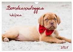 Bordeauxdoggen Welpen (Wandkalender 2025 DIN A4 quer), CALVENDO Monatskalender