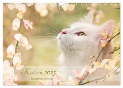 Katzen 2025 Bezaubernde Samtpfoten (Wandkalender 2025 DIN A3 quer), CALVENDO Monatskalender
