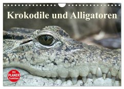 Krokodile und Alligatoren (Wandkalender 2025 DIN A4 quer), CALVENDO Monatskalender