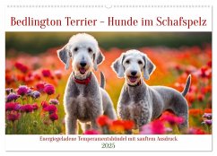 Bedlington Terrier - Hunde im Schafspelz (Wandkalender 2025 DIN A2 quer), CALVENDO Monatskalender