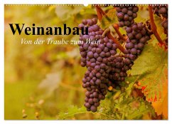 Weinanbau. Von der Traube zum Wein (Wandkalender 2025 DIN A2 quer), CALVENDO Monatskalender