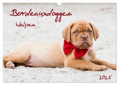 Bordeauxdoggen Welpen (Wandkalender 2025 DIN A3 quer), CALVENDO Monatskalender - Calvendo;Kassat Fotografie, Nicola