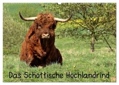 Das Schottische Hochlandrind (Wandkalender 2025 DIN A2 quer), CALVENDO Monatskalender