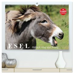 Esel. Hübsch, klug und fleißig (hochwertiger Premium Wandkalender 2025 DIN A2 quer), Kunstdruck in Hochglanz