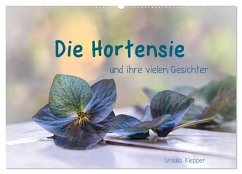 Die Hortensie und ihre vielen Gesichter (Wandkalender 2025 DIN A2 quer), CALVENDO Monatskalender