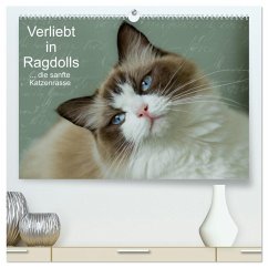 Verliebt in Ragdolls ... die sanfte Katzenrasse (hochwertiger Premium Wandkalender 2025 DIN A2 quer), Kunstdruck in Hochglanz - Calvendo;Reiß-Seibert, Marion