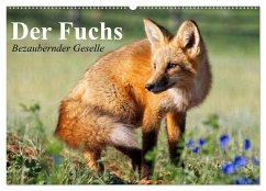 Der Fuchs. Bezaubernder Geselle (Wandkalender 2025 DIN A2 quer), CALVENDO Monatskalender