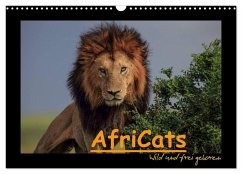 AfriCats (Wandkalender 2025 DIN A3 quer), CALVENDO Monatskalender - Calvendo;Pieta, Harald