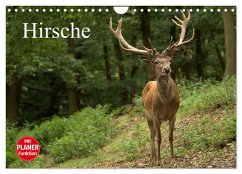 Hirsche (Wandkalender 2025 DIN A4 quer), CALVENDO Monatskalender