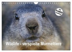 Wildlife - Verspielte Murmeltiere (Wandkalender 2025 DIN A4 quer), CALVENDO Monatskalender