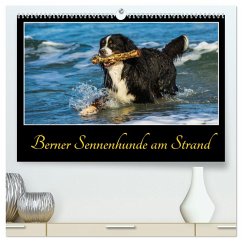 Berner Sennenhunde am Strand (hochwertiger Premium Wandkalender 2025 DIN A2 quer), Kunstdruck in Hochglanz - Calvendo;Starick, Sigrid