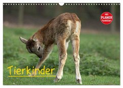 Tierkinder (Wandkalender 2025 DIN A3 quer), CALVENDO Monatskalender